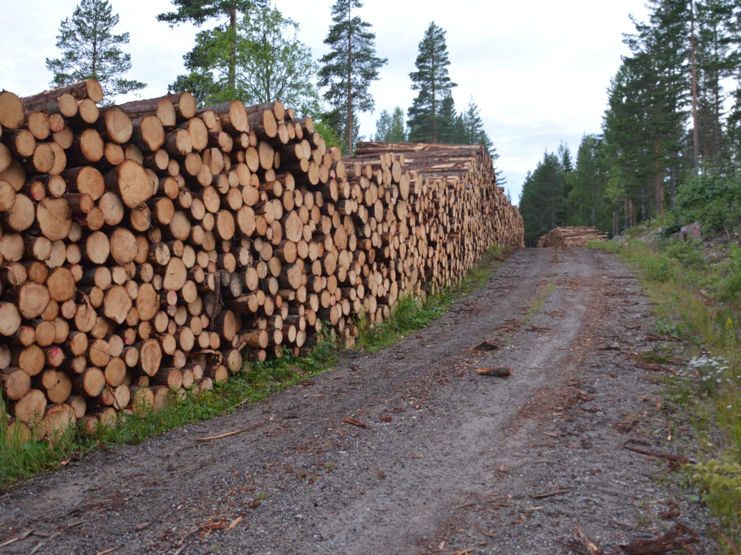 Stacks of wood that contains cellulose that could be converted to sugars with the use of enzymes produced by Transherba