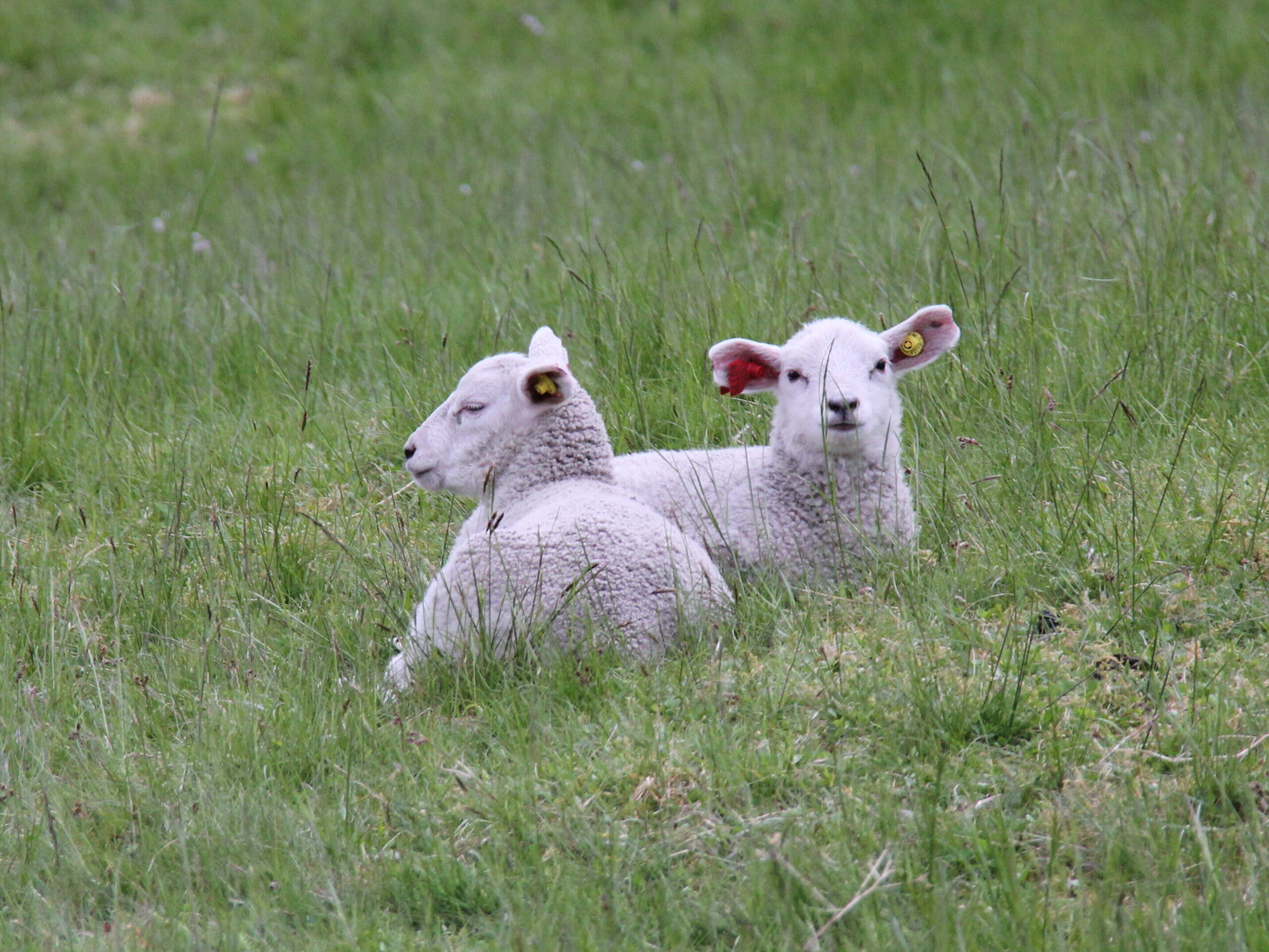 Two lambs relaxing in a field. Vaccination is important to diseases in livestock populations.